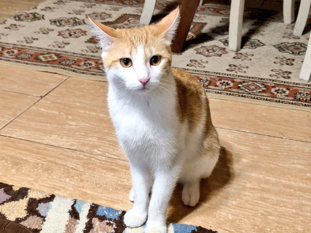 Bahar Narenj