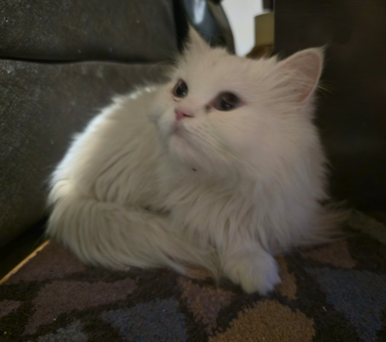 Bella