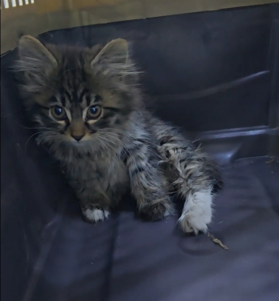 Kiki