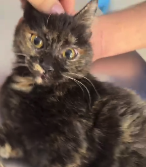 Kito
