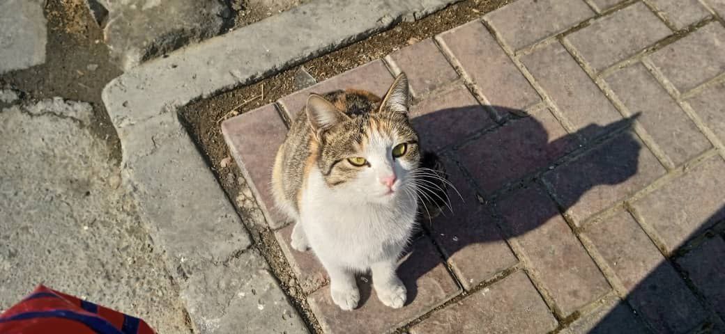 TiTi
