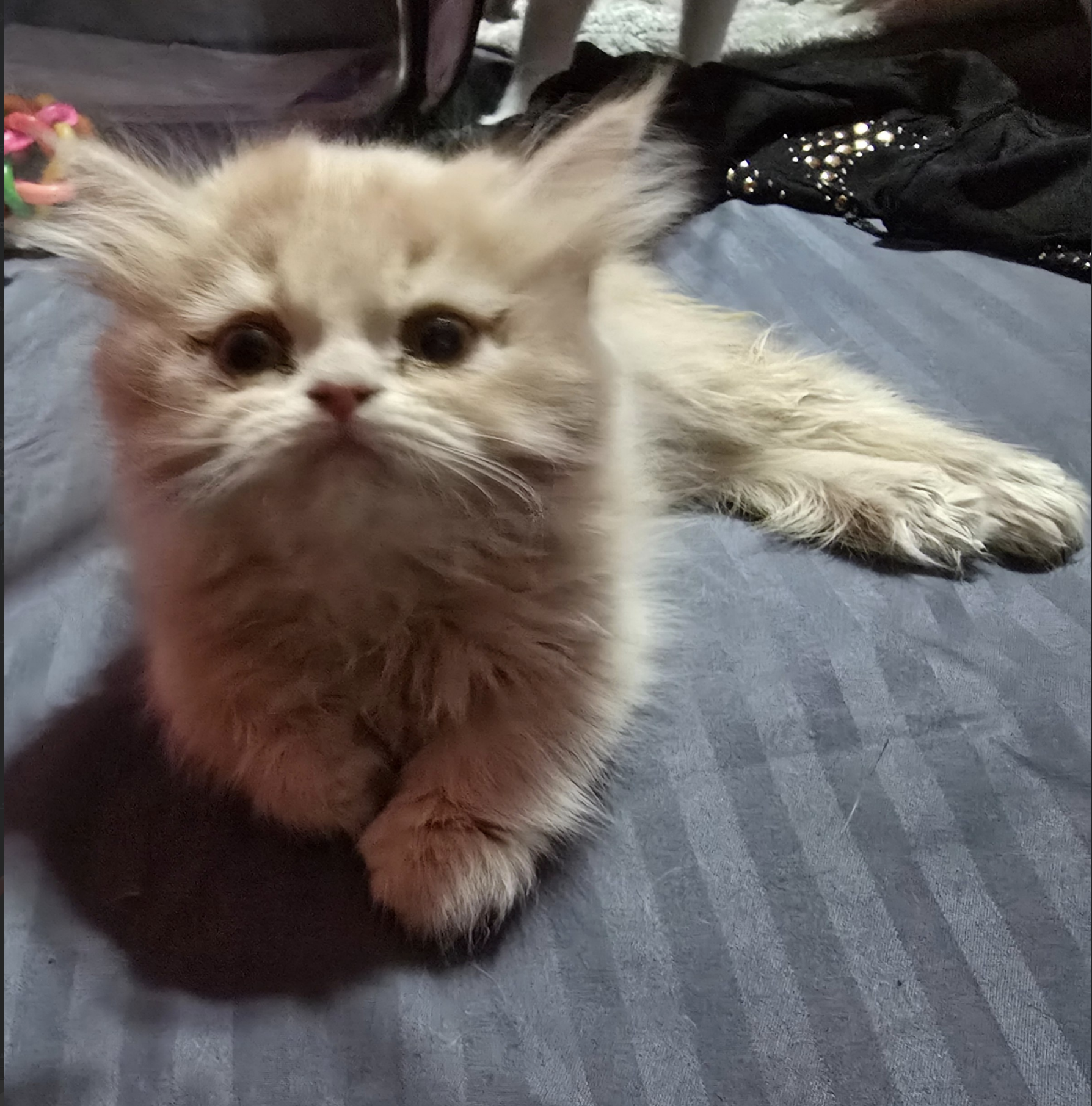Toti